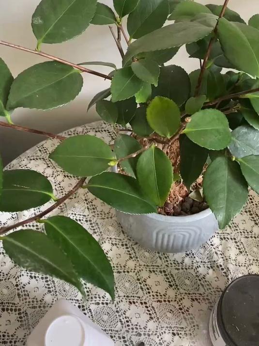 茶花怎么养让它叶片更油绿