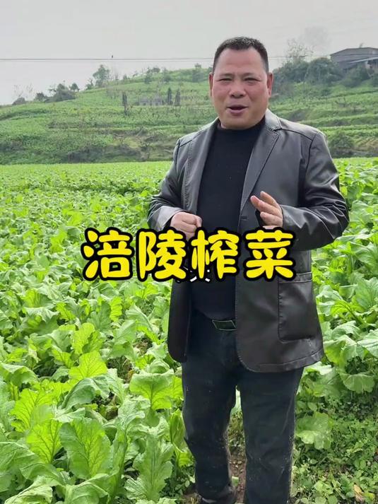涪陵榨菜_你了解多少