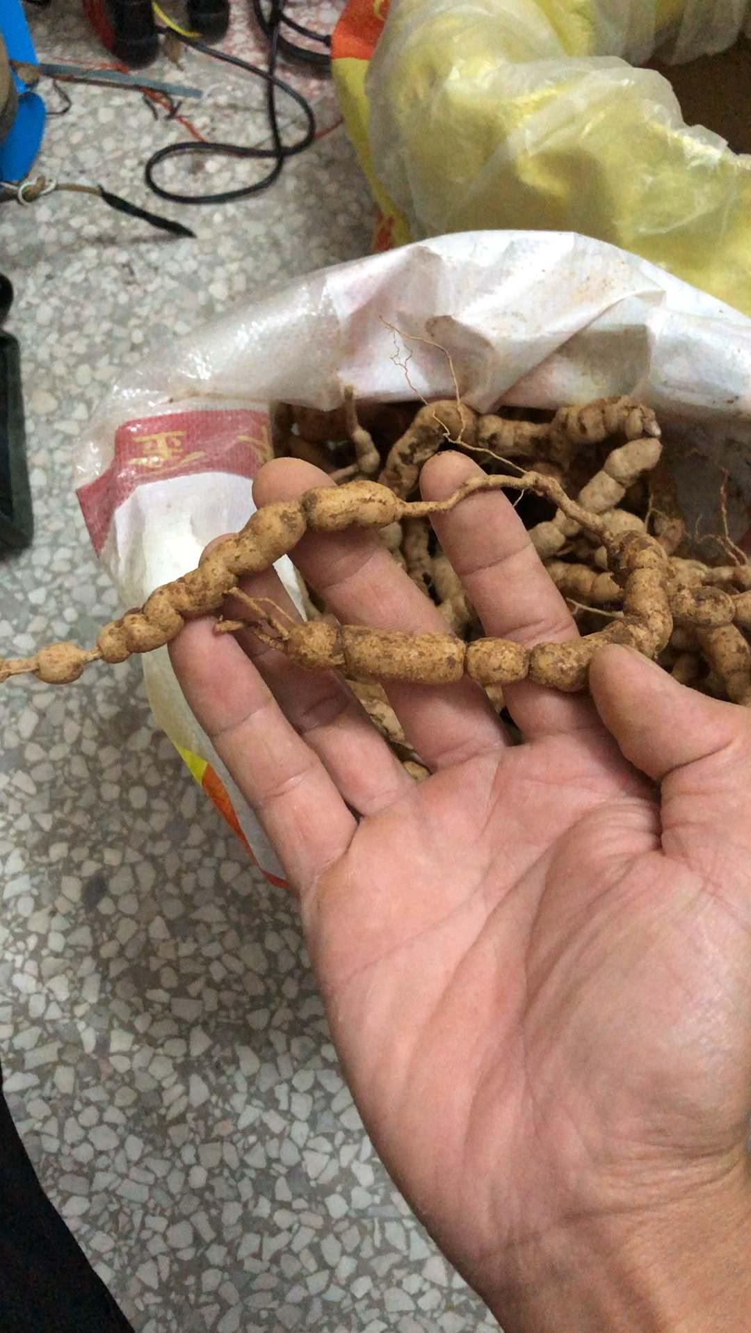 巴戟天又叫鸡肠风,泡酒的好材料