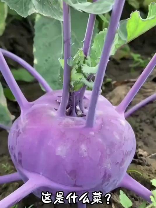 这是什么菜?