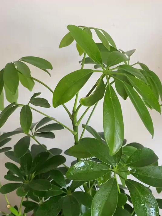 鸭掌木长虫子该怎么办?