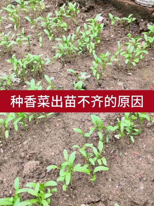 种香菜出苗不齐的原因3