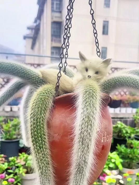 科普13种多肉植物，你家的是什么多肉？