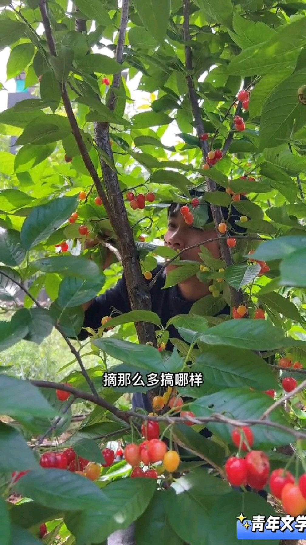 他们在树上边采还能一边吃乡村采
