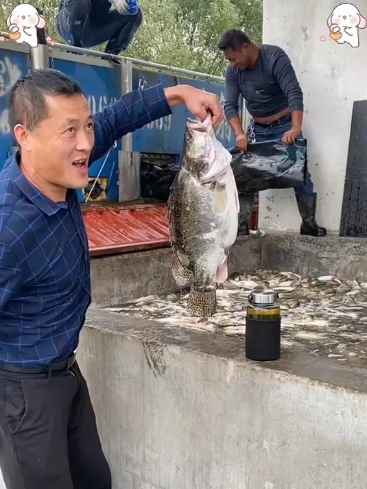 担心网购臭鳜鱼不新鲜、品质差?教你如何辨别优质臭鳜鱼