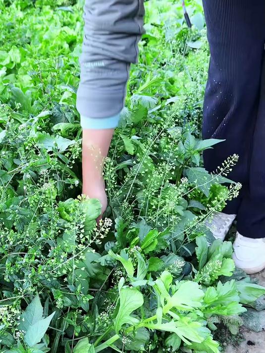 春天里最早冒头的野菜之一,它就是荠菜,也叫地米菜