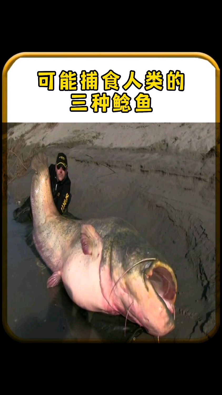 可能捕食人类的三种鲶鱼