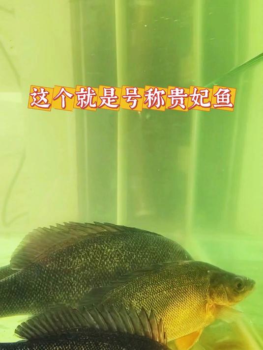 一条号称贵妃鱼的澳洲银鲈