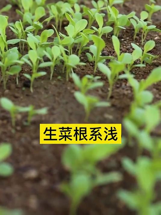高温季节,如何浇菜?