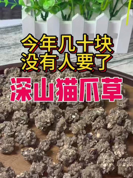 猫爪草搭配夏枯草泡水煮水#办公室养生茶##熬夜党必备茶饮##猫爪草夏枯草茶##清肝明目茶#