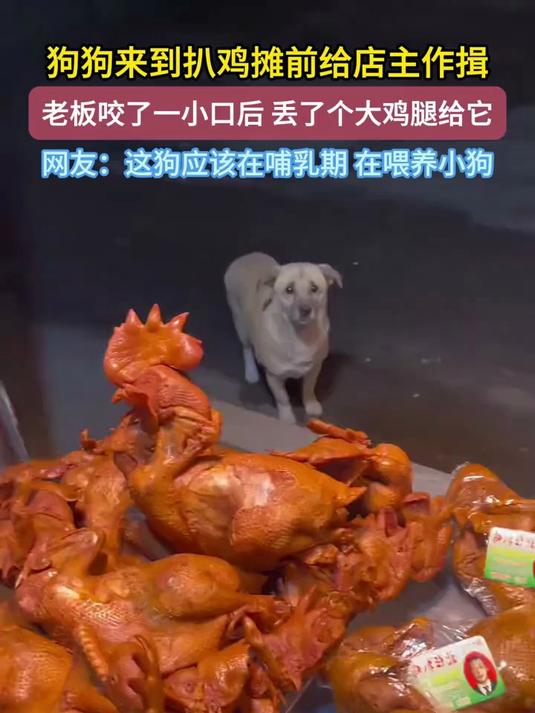 狗狗给扒鸡摊主人作揖老板咬一口后大方拿走鸡腿