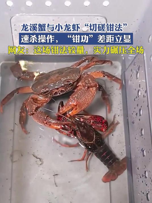 龙溪蟹与小龙虾“切磋钳法”，速杀操作，“钳功”差距立显！