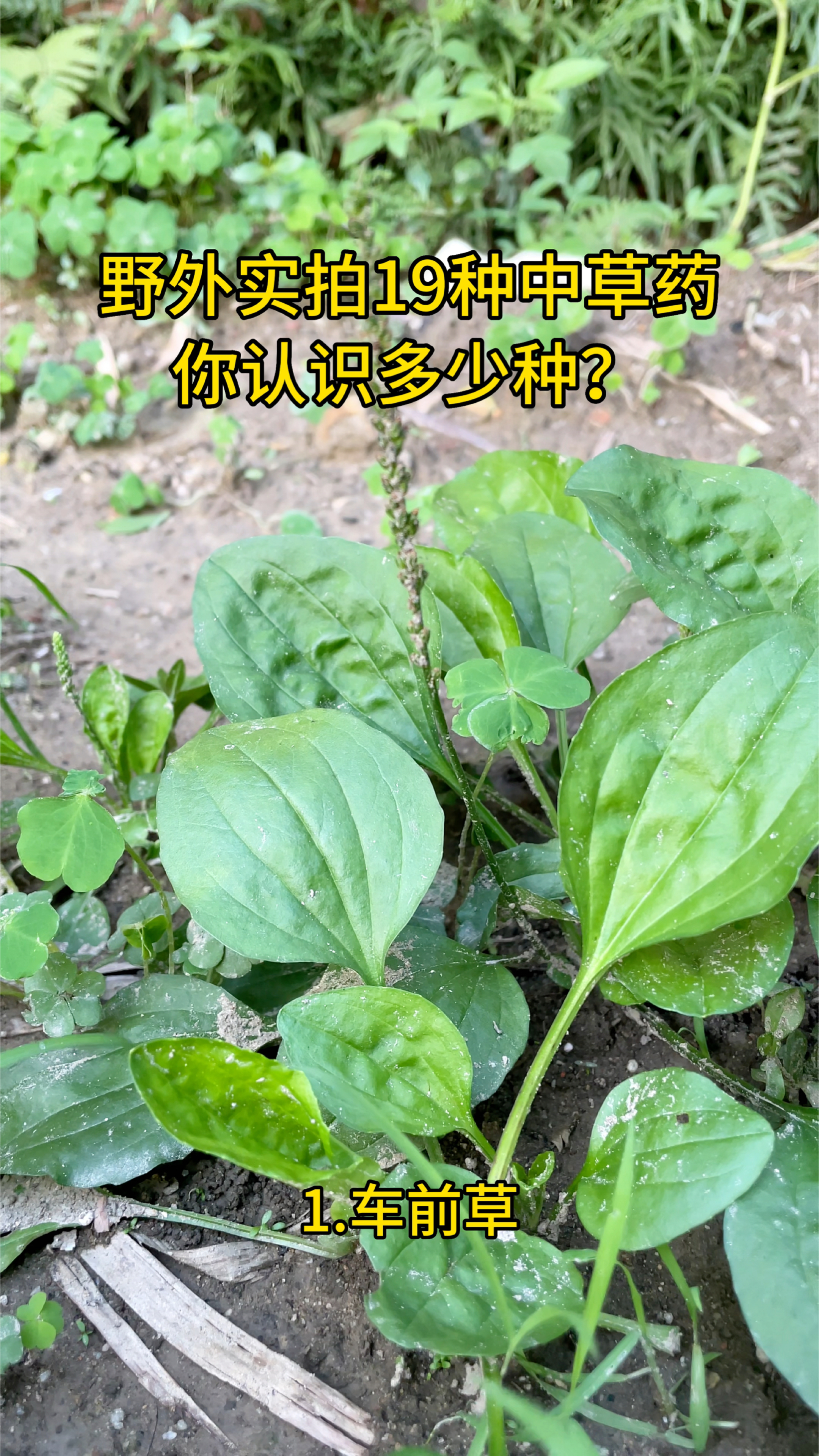 野外实拍19种中草药,你认识多少种?