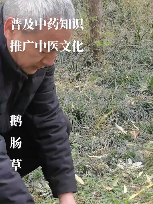 鹅肠草 每天认识一种中药材
