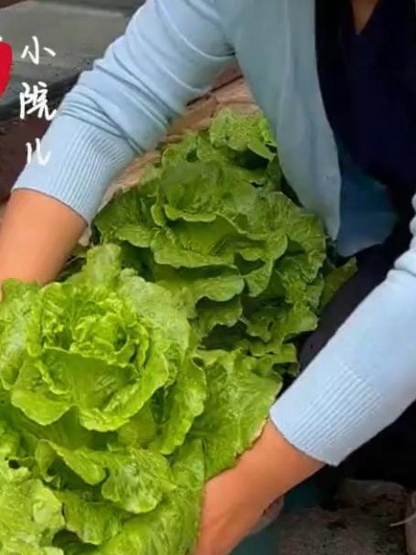「越冬意大利生菜种」-5℃耐寒品种 冬季火锅食材现摘种植