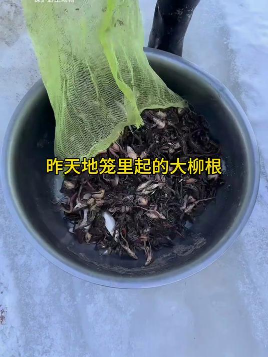 烤点柳根鱼，比顿着好吃