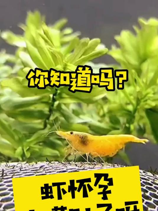 原来虾怀孕也跟女人一样喜欢摸宝宝