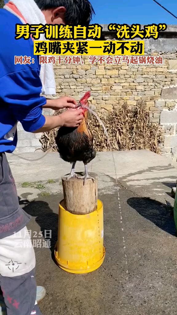 这又打鸣又洗头,实在辛苦!中午安排药浴给鸡兄送一程!