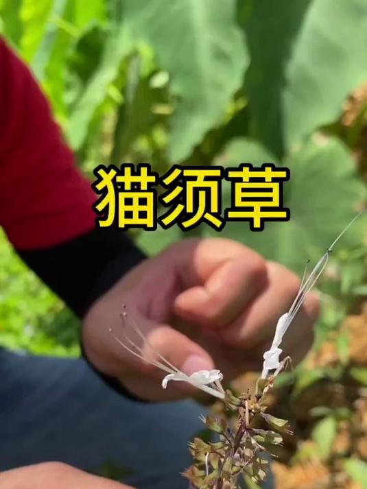 猫须草,中草药科普