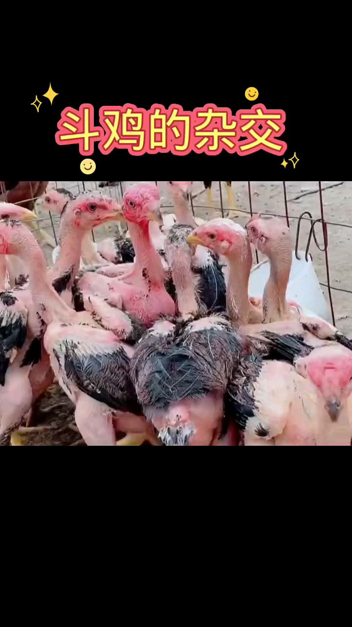 你了解斗鸡的杂交吗