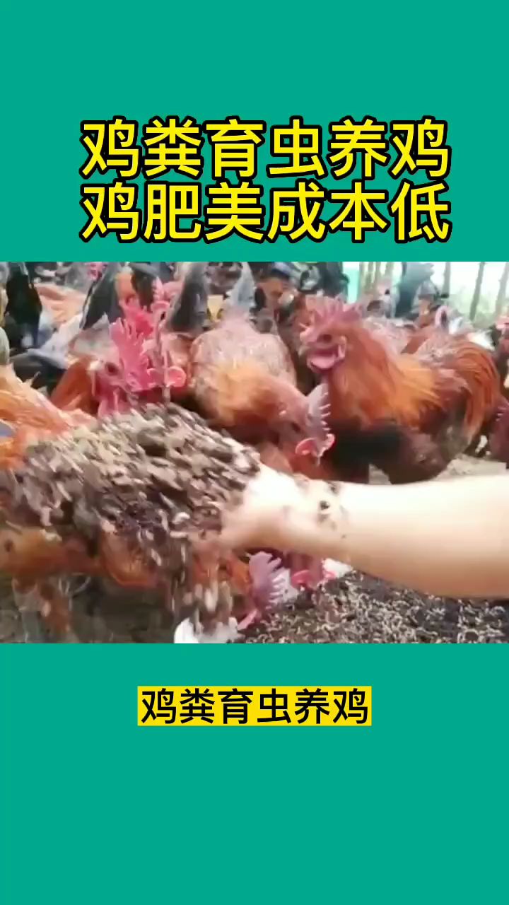鸡粪育虫养鸡
