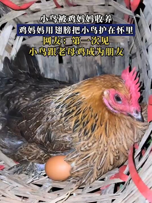 小鸟被鸡妈妈收养，鸡妈妈用翅膀把小鸟护在怀里