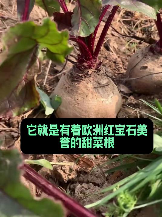 优质甜菜根,富含铁元素,补血益气效果好