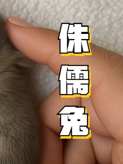 世界最小家兔,侏儒兔如何凭借5厘米的体长,成为兔界顶流萌宠?