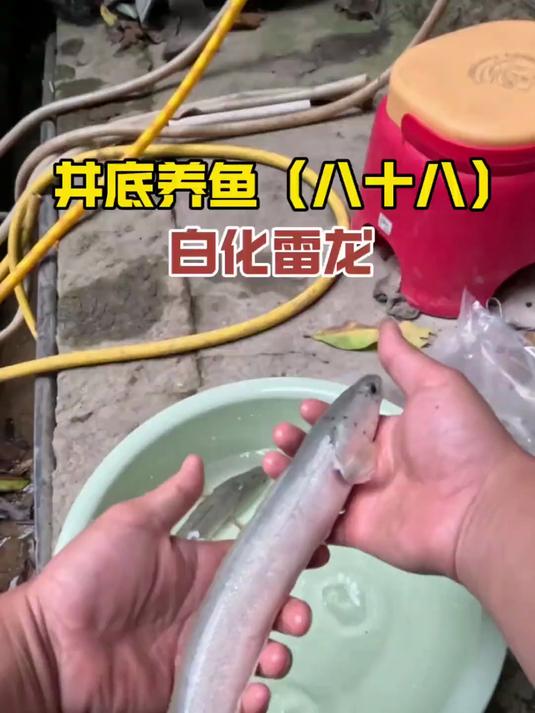 给井里换一波新水,搞两条白化雷龙下井养!
