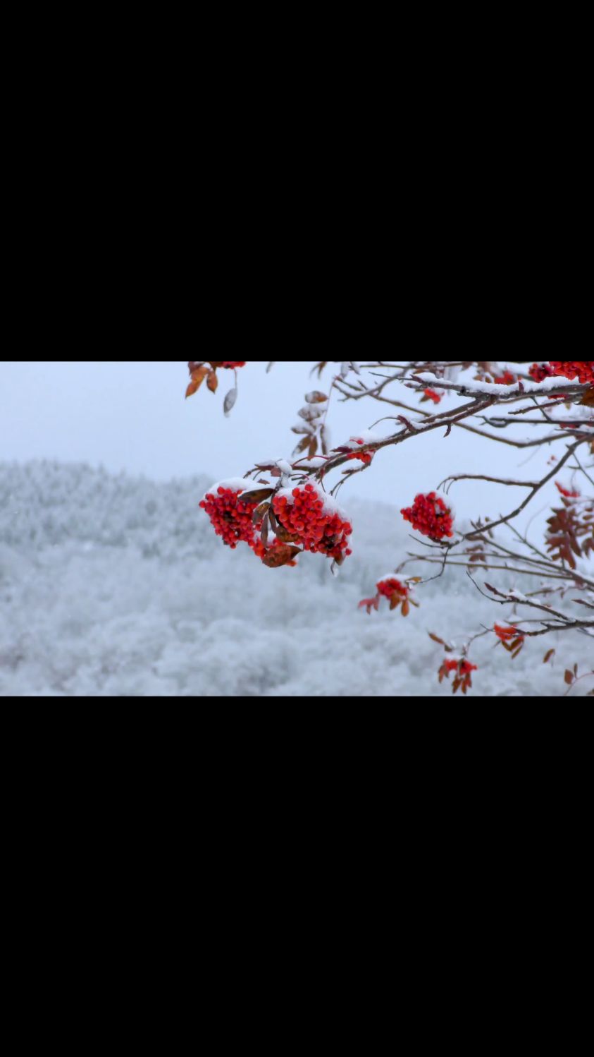 双鱼的眼睛大而明亮,透过水面,它们能够清晰地看到周围的一切