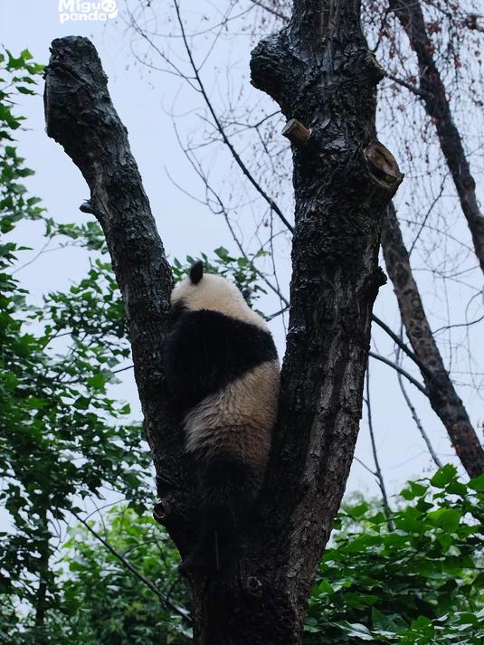 下雨天的熊猫就是我的表情包