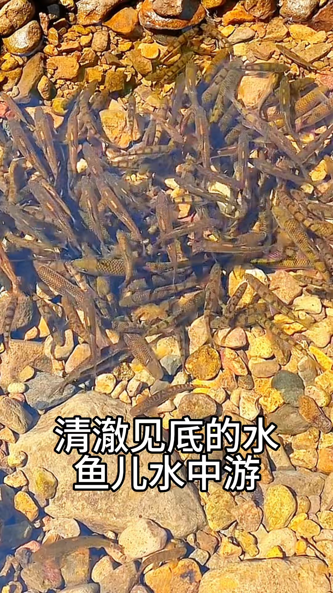 清澈见底的溪流石斑鱼