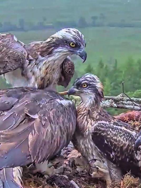 鱼鹰爸爸冒着雷雨送回巢鱼