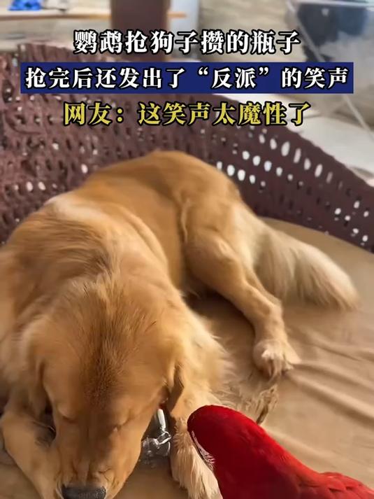 鹦鹉抢狗子攒的瓶子,抢完后还发出了“反派”的笑声