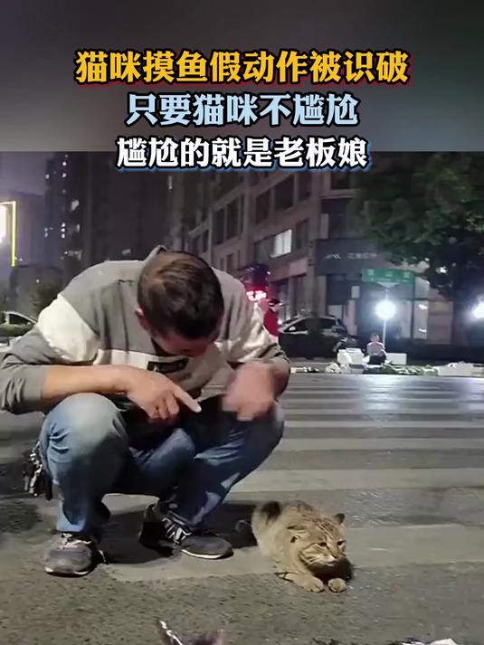 猫咪摸鱼假动作被识破,只要猫咪不尴尬,尴尬的就是老板娘