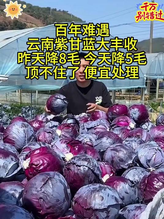 生吃凉拌更佳云南露天种植紫甘蓝紫色包菜泡菜产地直发包邮_#紫甘蓝#