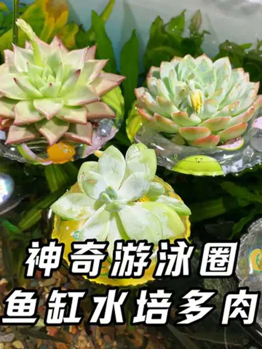 鱼缸水培多肉,简单便宜超好看!过年必备,还能净水