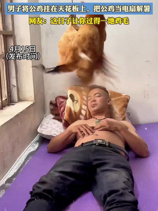 停电了幸好有公鸡帮忙,男子将公鸡挂在天花板上,把公鸡当电扇解暑