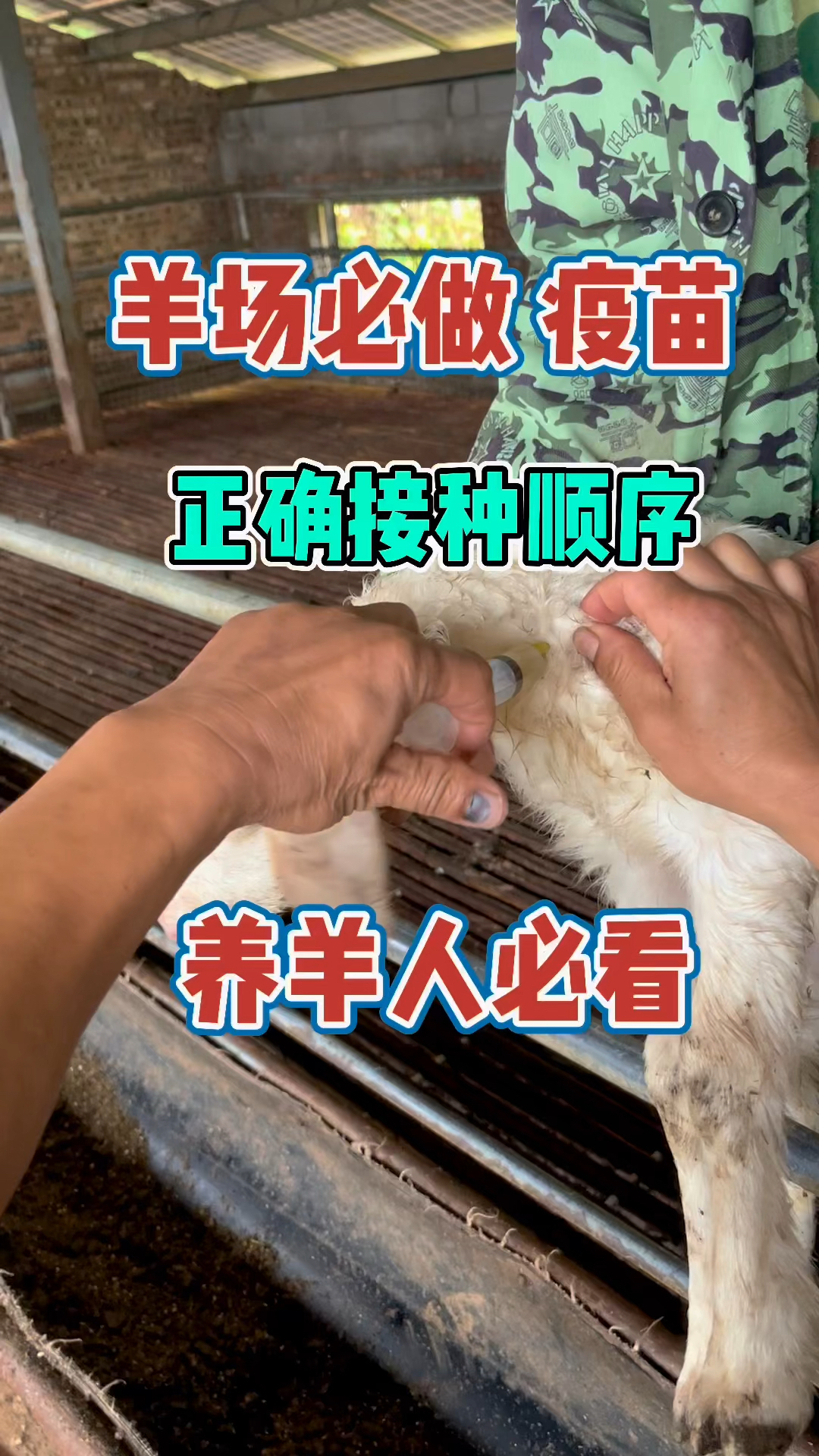 羊场必做疫苗 正确接种顺序 养羊人必看