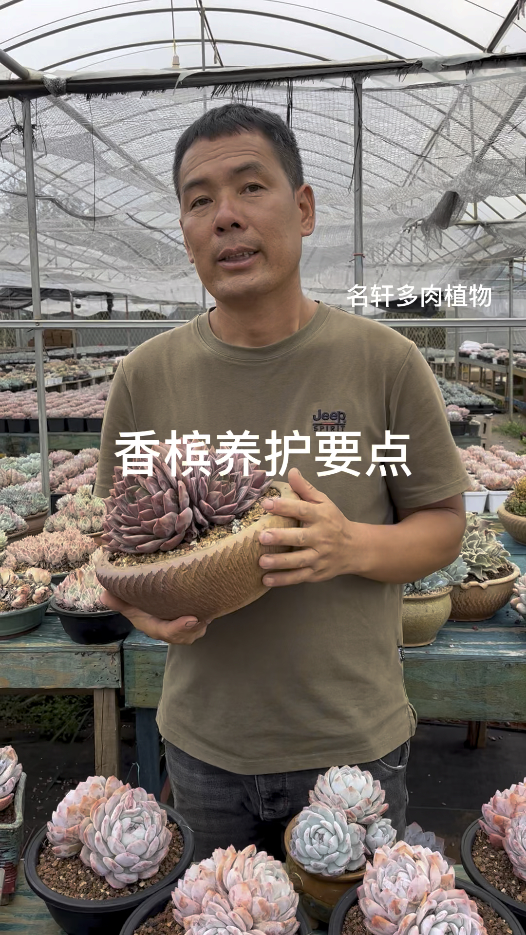 多肉植物香槟如何养护