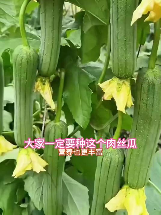 爆汁肉丝瓜种子,现摘瓜瓤似果冻,生吃榨汁超解渴