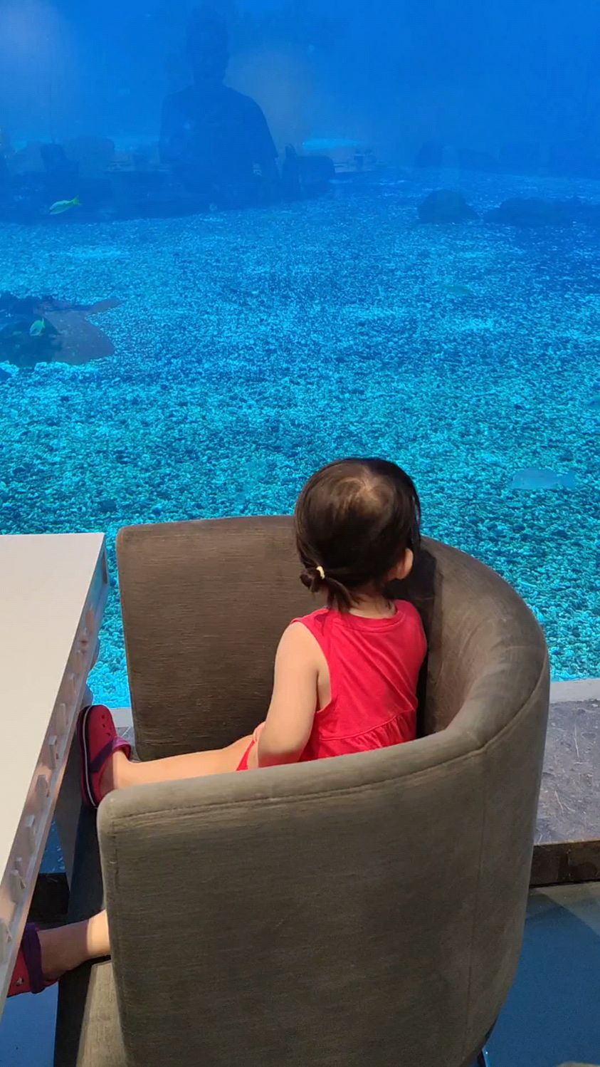 海底总动员,鲨鱼,魔鬼鱼,各种大鱼来袭