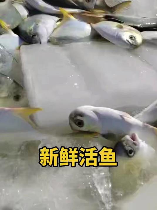 金鲳鱼干富含优质蛋白零添加,肉多刺少对老人小孩的身体都特别好