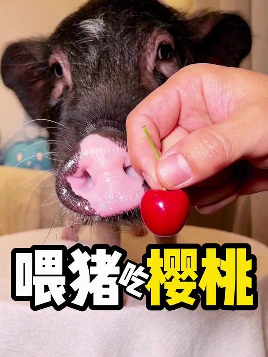 有只猫终于吃东西啦!樱桃鱼干