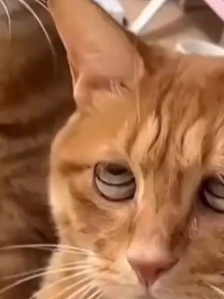 女生捡到两只特别橘猫 一只翻白眼一只斗鸡眼网友：这俩猫真般配