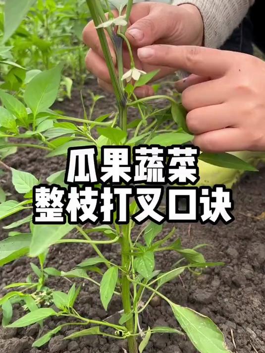 挂瓜果蔬菜整枝打叉有妙招，学会万能口诀，一棵能结几十斤