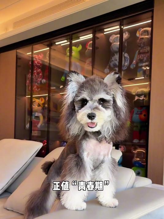 今天遛雪纳瑞，这就是精致养宠嘛！