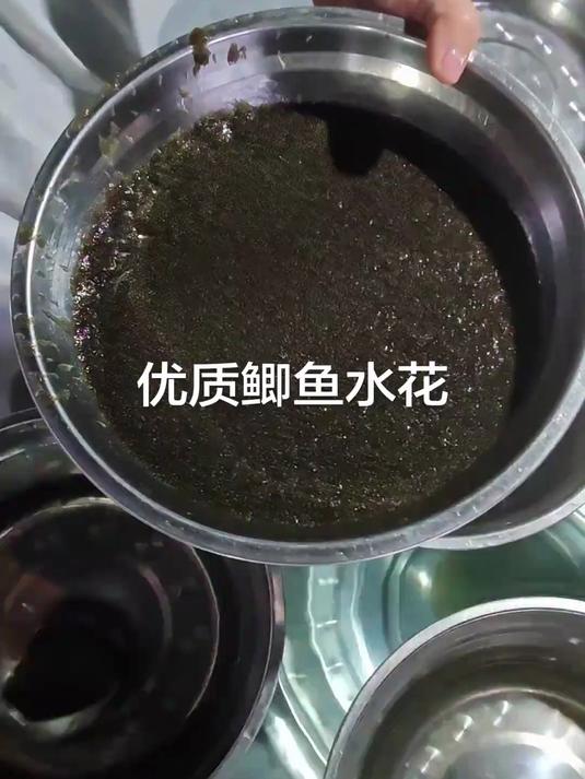 鲫鱼水花鱼苗