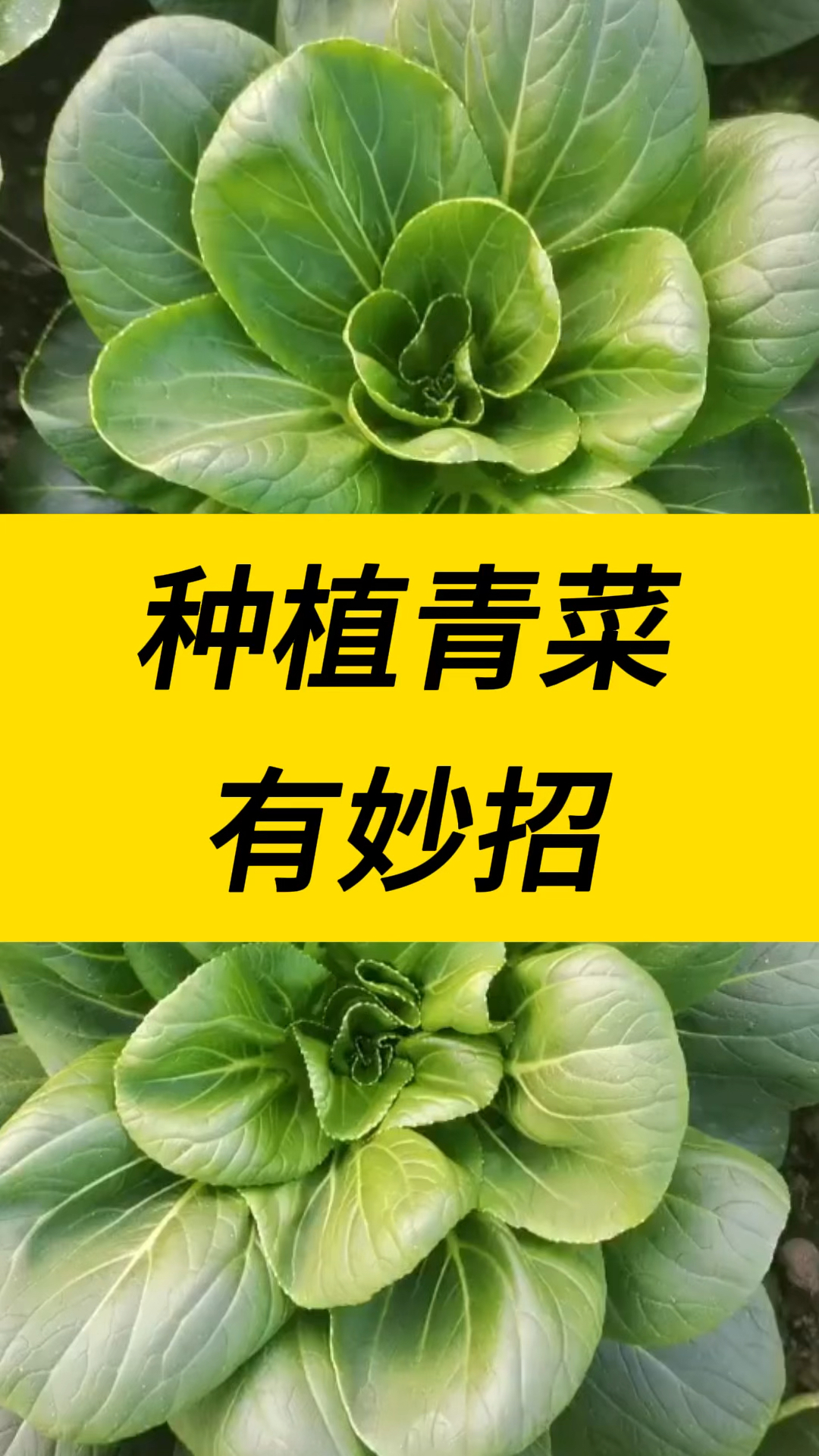 种植青菜有妙招