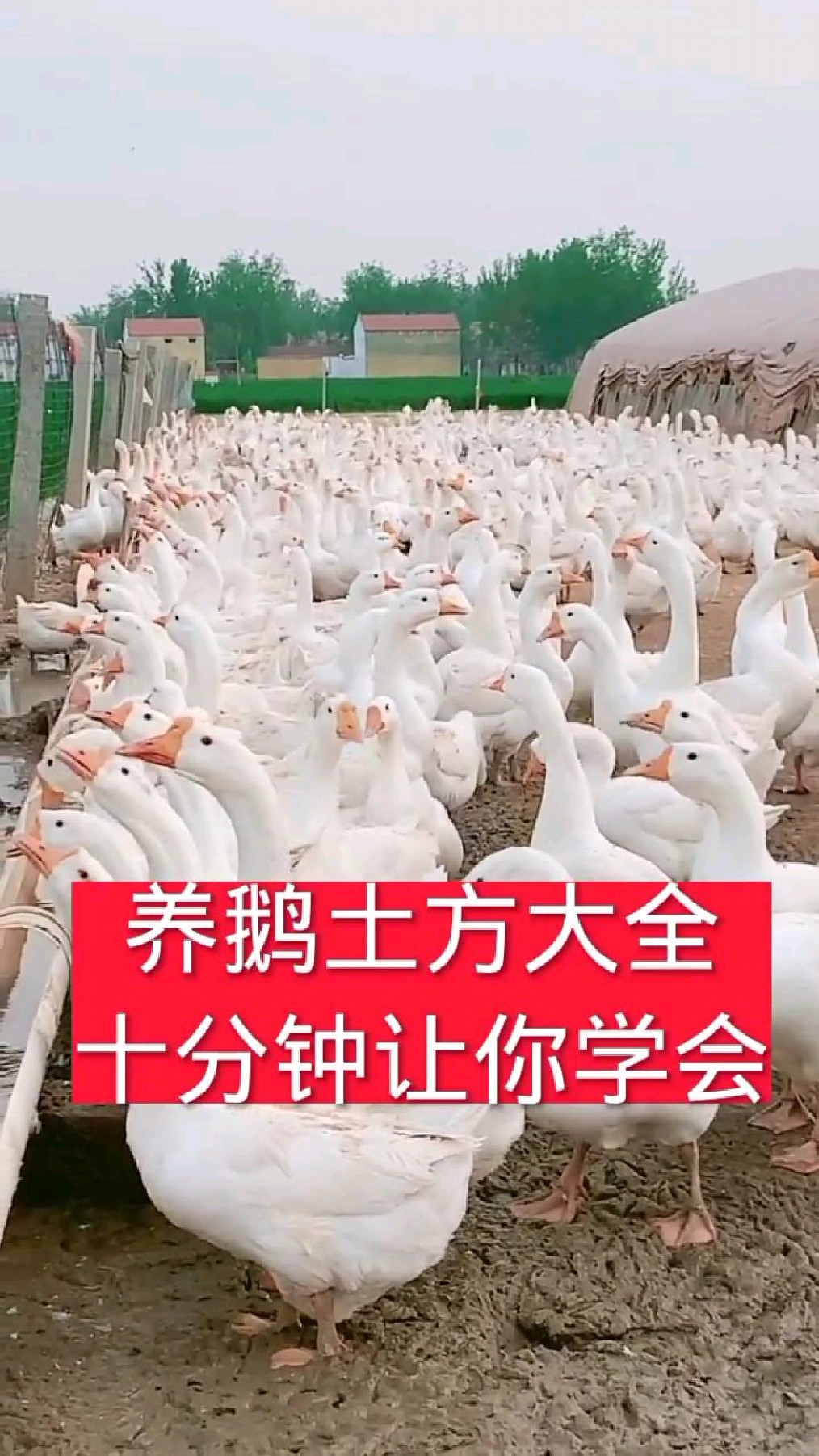 养鹅土方,十分钟学会